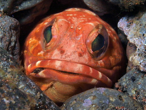 Jawfish, Seraya by Doug Anderson 